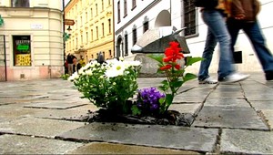 Deravé chodníky? Do dlažby zasadili kvety!