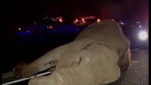 Svet sa rúti v ústrety prvému masovému vyhynutiu živočíchov od doby dinosaurov