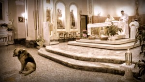 Psík Tommy už 100 dní nevynechal omšu. Čaká na svoju mŕtvu pani...