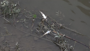 Mŕtve ryby v Toryse: Príčinu úhynu zisťujú odborníci