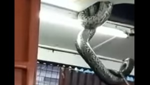 O rozruch v reštaurácii sa postaral obrovský had