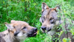 Ministerstvo životného prostredia chce povoliť odstrel vlkov. Opozícia a ochranári návrh kritizujú