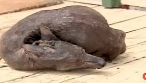 Panika na Ukrajine! Zabíja tam čupakabra