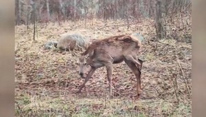 VIDEO: Trojnohú jelenicu zachránilo to, že ostala medzi ľuďmi