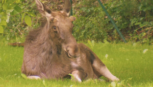 Internetovú celebritu uspali pri rakúskej diaľnici. Emil našiel nový domov na Šumave