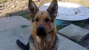 Hľadá sa vlčiak Felix!