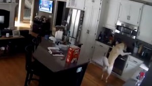 VIDEO: Pes sa snažil dostať k jedlu, OMYLOM podpálil dom