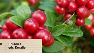 Táto potravina môže podľa vedcov významne zlepšiť pamäť! Môžete si ju vypestovať v záhrade