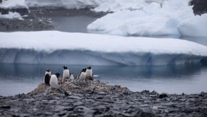 Tučniaky v ohrození. Ľadovec vyhladil takmer celý jeden druh
