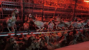 Kanibalizmus a zúfalé podmienky: Veterinári odhalili neregistrovaný veľkochov sliepok