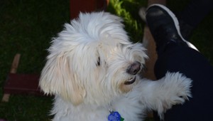 Maltezák sa vybral na samostatnú vychádzku. TV JOJ ho pomohla vrátiť späť k rodine