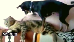 VIDEO: Pes mačke otrokom. Slúži jej ako o dušu...