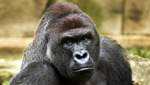 Prokurátor neobviní matku chlapca, pre ktorého zastrelili v ZOO gorilu