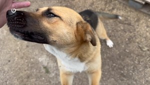 Muž, ktorý dobil psa hokejkou, si vypočul rozsudok. Sučka Cindy našla nový domov