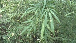 Roman našiel v kukuričnom poli konopu