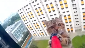 Dramatická záchranná akcia mačiatka: Uviazlo na 12. poschodí