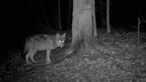 Okolo obce číhajú vlci a medvede. Ochranári o odstrele nechcú ani počuť