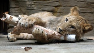 Chovať levy na Slovensku? Žiadny problém!