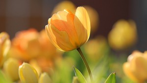 Záhrada v lete. Na oddych v nej zabudnite