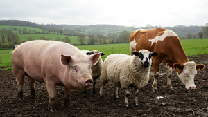 Zvierací ombudsman ponúka právnu pomoc pre farmárov. Upozorňuje aj na prípady zbytočného usmrcovania zvierat