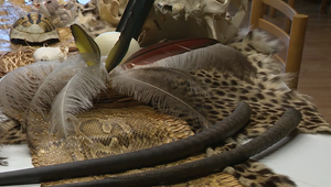 Pozor na suveníry z dovolenky: Za niektoré hrozí aj väzenie, pozrite sa, ktoré to sú