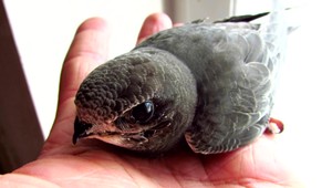 Chránené vtáky pochované zaživa: Niekto upchal hniezdne dutiny montážnou penou