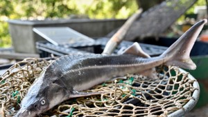 Odborníci zachraňujú ohrozené jesetery. Všímajte si bielu značku, odkazujú rybárom