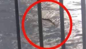 Neznámy tvor v Soule: Zmizol v rieke ako lochnesská príšera