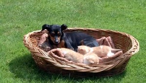 Mačiatka psej mamy. Štekať sa asi nenaučia