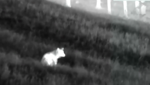 Medveďa, ktorý vyčíňal na cintoríne, už ochranári odchytili