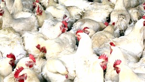 Francúzsko ohrozuje vtáčia chrípka, na Slovensku nehrozí