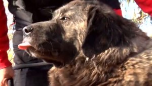Hľadajú sa majitelia štvornohých chlpáčov. Špecialisti z útulku zachránili dve sučky zo stredu cesty
