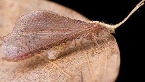 Hmyz, ktorý svoje obete doslova zabíja prdom