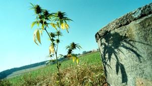 Mariškovú tetu (48) zatkli. Za predaj drog jej hrozí 15 rokov