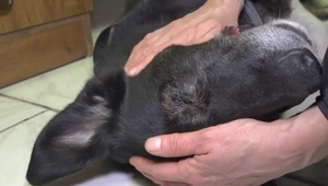 Otrasný prípad otriasol Českom. Psík prežil vlastnú smrť a vyhrabal sa z hrobu