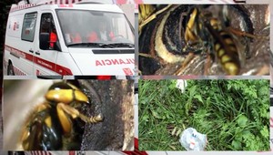 Útok sršňov. Poloslepý (57) šoféroval, aby si zachránil život