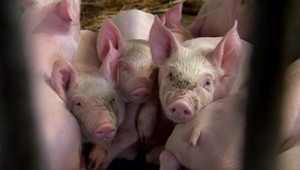 Kauza štátnych dotácií: Hlina chce hlavu ministra