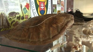 Z dovolenky si nemôžete priniesť hocičo. Dajte si pozor na tieto suveníry