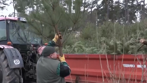 Z lesa do obývačky: Lesníci pripravili 150 voňavých borovíc