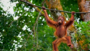 Návšteva orangutánov v divokej džungli na ostrove Borneo