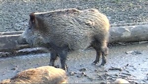 Zbieranie šípok sa zmenilo na boj o život. Z krovia sa na ňu vyrútil diviak
