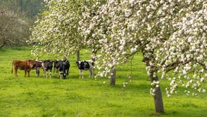 Mladá podnikateľka vyrába oblečenie z kravského hnoja