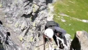 VIDEO: Nezodpovedný turista liezol po skalách v Tatrách so psom. Ten mal krvavé labky