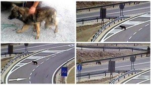 Vodiči v ohrození. Po ceste behal zatúlaný pes