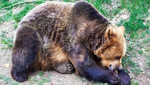Medveď v akcii. Prehrabával sa v kontajneri medzi fľašami