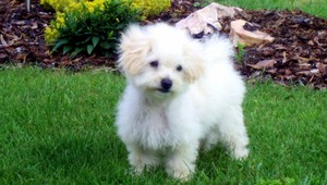 V Revúcej sa stratilo trojmesačné šteniatko! Nevideli ste ho?