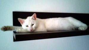 V Petržalke sa stratila biela mačka Micka, nevideli ste ju?