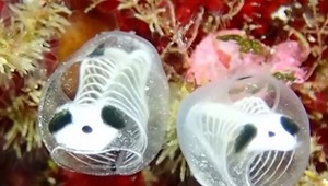 V Japonsku objavili nezvyčajného živočícha