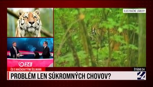 Štúdio 24 o podmienkach na chov veľkých mačkovitých šeliem na Slovensku