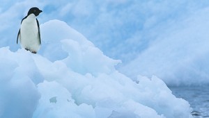 Zatúlaný tučniak sa vracia domov